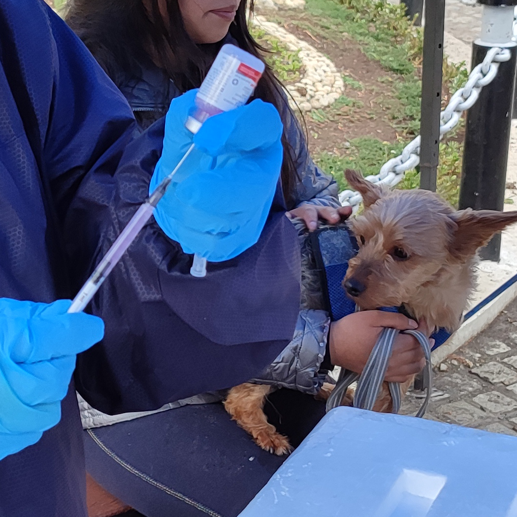 Brigadas de la CBES inmunizan a perros y gatos de La Paz